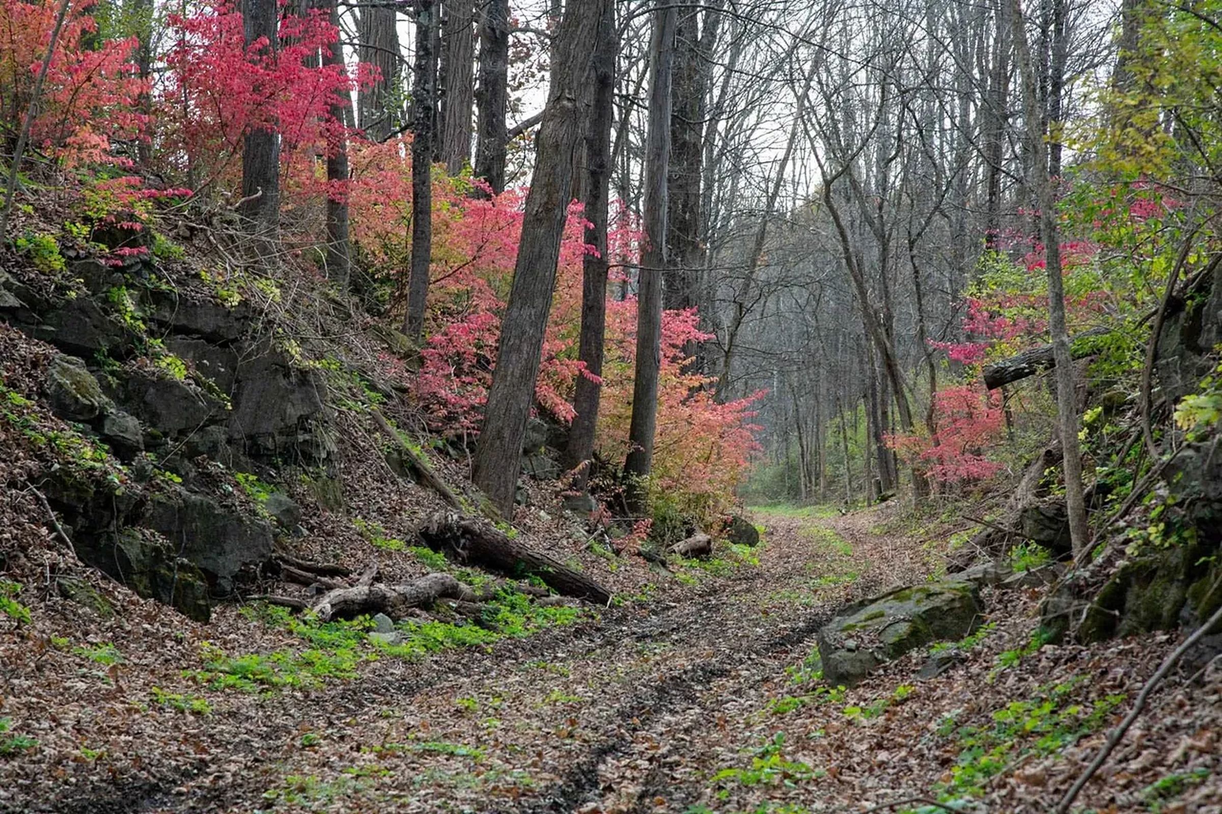 The drive running through a rock cut on the old rail bed, with red autumn foliage and tall trees